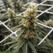 Black Domina