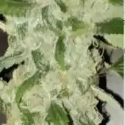 Fina clones.