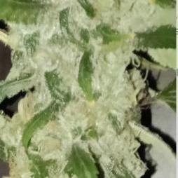 Fina clones.