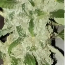 Fina clones.