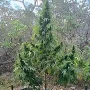 Bush weed,