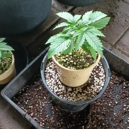 Early start outdoor.
