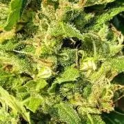 Bush weed,
