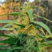 Bush weed,