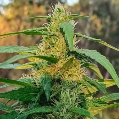 Bush weed,