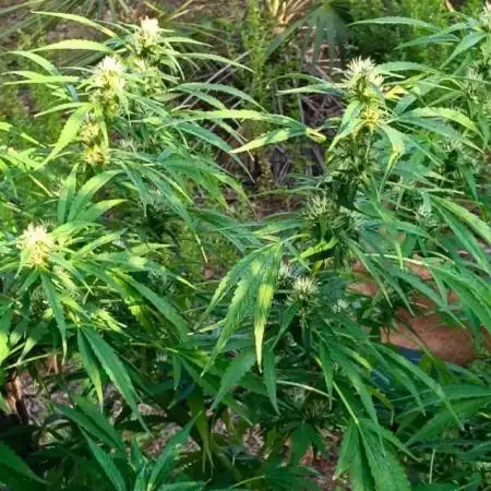 Bush weed,