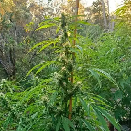 Early start outdoor.