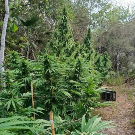 Bush weed,