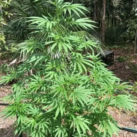 Early start outdoor.