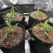 Banana Purple Punch FB420