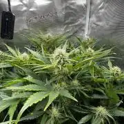 Grape walker Kush Auto