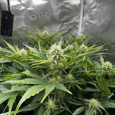 Grape walker Kush Auto