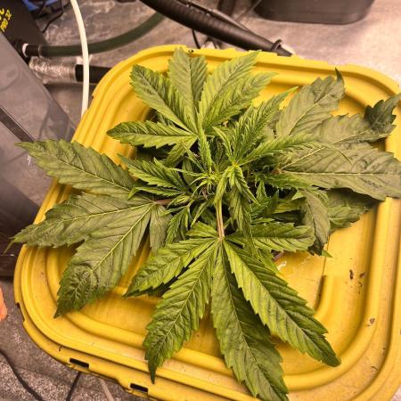 RDWC - Gorilla Haze (First Grow)