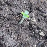 First 🌱💚