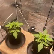 #3 RS11 x Banana OG