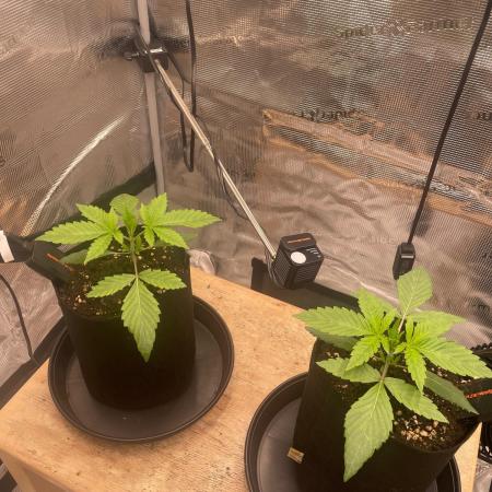 #3 RS11 x Banana OG