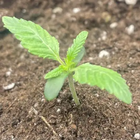 First 🌱💚