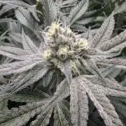 Dantes Inferno #8 - The 2nd