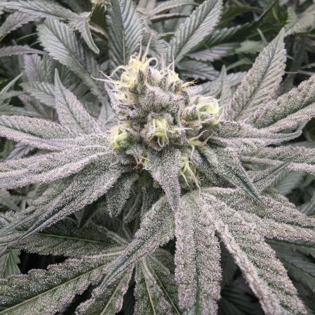 Dantes Inferno #8 - The 2nd