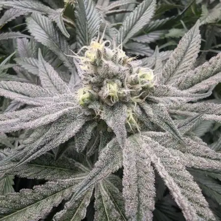 Dantes Inferno #8 - The 2nd