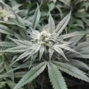 Dantes Inferno #8 - The 2nd