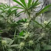 Dantes Inferno #8 - The 2nd