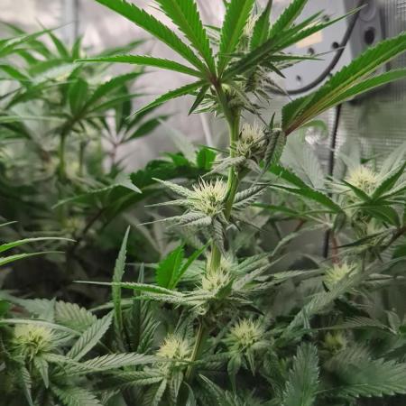 Dantes Inferno #8 - The 2nd