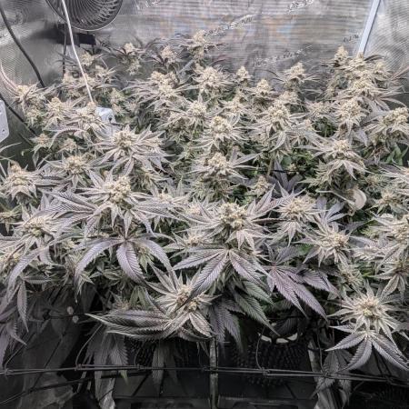 Dantes Inferno #8 - The 2nd