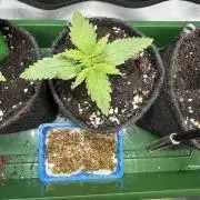 3x Californian Snow Auto