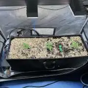 3x Californian Snow Auto