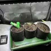 3x Californian Snow Auto