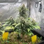 3x Californian Snow Auto