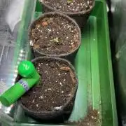 3x Californian Snow Auto