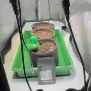 3x Californian Snow Auto