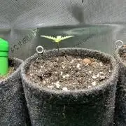 3x Californian Snow Auto