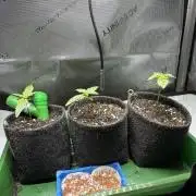 3x Californian Snow Auto