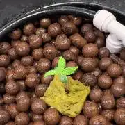 Royal Critical Automatic - RQS