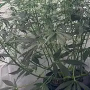 Royal Critical Automatic - RQS