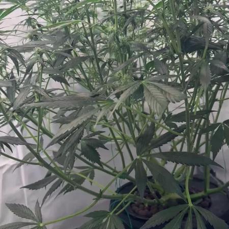 Royal Critical Automatic - RQS