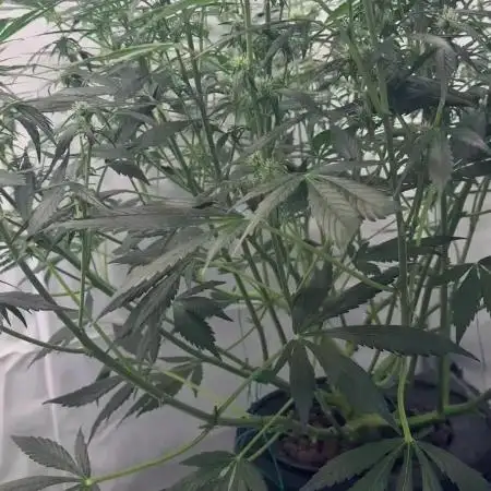 Royal Critical Automatic - RQS