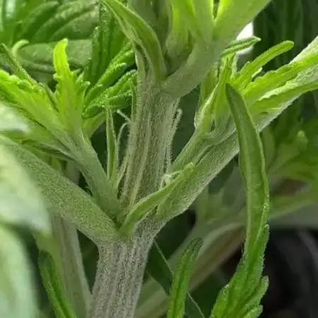 Royal Critical Automatic - RQS