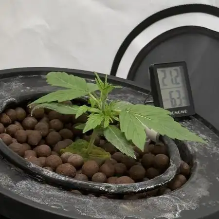 Royal Critical Automatic - RQS