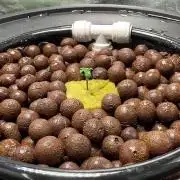 Royal Critical Automatic - RQS