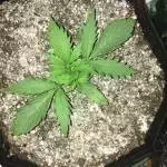 Organic C99 in cupboard