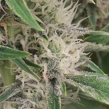 Thin Mint Kiwi Auto