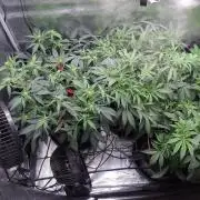 Thin Mint Kiwi Auto
