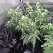Thin Mint Kiwi Auto