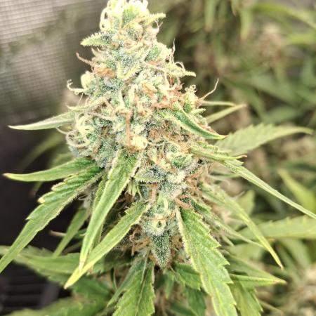 Thin Mint Kiwi Auto