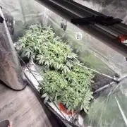 Thin Mint Kiwi Auto