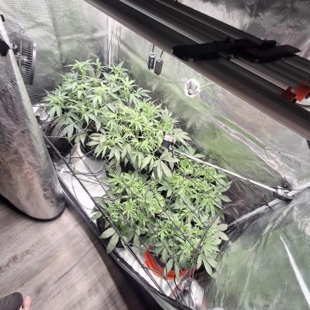 Thin Mint Kiwi Auto